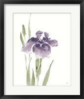 Japanese Iris III Purple Crop Framed Print