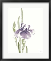 Japanese Iris II Purple Crop Framed Print