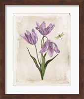 Antiquarian Blooms III Purple Fine Art Print