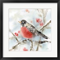 Winter Robin Framed Print