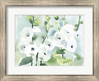 White Hollyhocks Fine Art Print