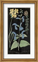 Salvia Florals II on Black Fine Art Print