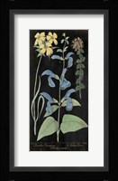 Salvia Florals II on Black Fine Art Print