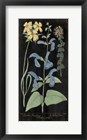 Salvia Florals II on Black Framed Print