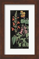 Salvia Florals I on Black Fine Art Print