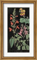 Salvia Florals I on Black Fine Art Print