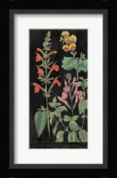 Salvia Florals I on Black Fine Art Print