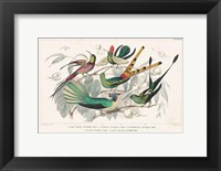 Hummingbirds Chart Fine Art Print