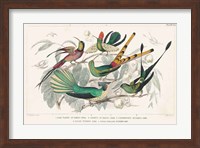 Hummingbirds Chart Fine Art Print