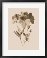 Sepia Botanical I Fine Art Print