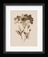 Sepia Botanical I Framed Print