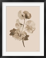 Sepia Botanical II Fine Art Print