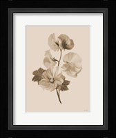 Sepia Botanical II Framed Print