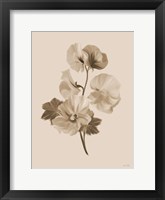 Sepia Botanical II Framed Print