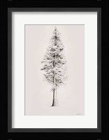 When a Redwood Isn't Red Fine Art Print