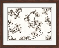 Dogwood Blossom Silhouette Fine Art Print