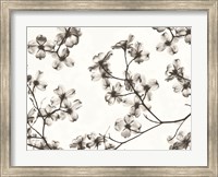 Dogwood Blossom Silhouette Fine Art Print