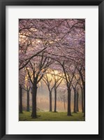 Cherry Trees at Sunrise Fine Art Print