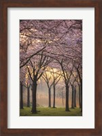 Cherry Trees at Sunrise Fine Art Print