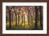 Cherry Trees in Morning Light I Fine Art Print