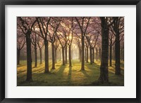 Cherry Trees in Morning Light I Fine Art Print