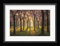 Cherry Trees in Morning Light I Fine Art Print