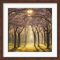 Cherry Trees in Morning Light II Fine Art Print