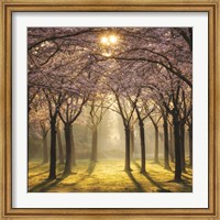 Cherry Trees in Morning Light II Fine Art Print