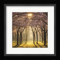 Cherry Trees in Morning Light II Fine Art Print