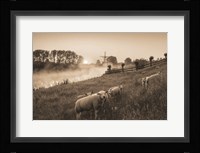 Grazing Sheep Fine Art Print