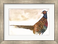 Pheasant 1 Fine Art Print