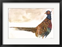 Pheasant 1 Framed Print