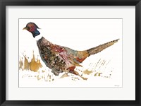 Pheasant 2 Framed Print