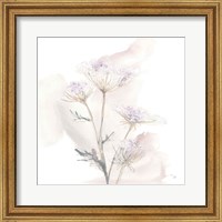 Queen Annes Lace VI Fine Art Print