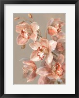 Delicate Orchid II Fine Art Print