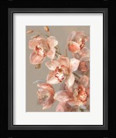 Delicate Orchid II Framed Print