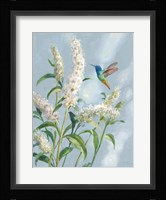 Hummingbird Spring II Soft Blue Framed Print