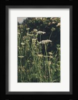 Running Wild II Framed Print