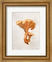 Woodland Mushroom IV Fine Art Print