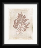 Sea Garden III Brown Framed Print