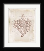 Sea Garden II Brown Framed Print