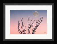 Reaching Up Moon Fine Art Print