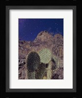 Prickly Stars Fine Art Print