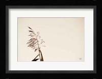 Summer Reeds IV Framed Print