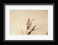 Summer Reeds II Framed Print