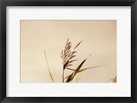 Summer Reeds II Framed Print