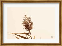 Summer Reeds I Fine Art Print