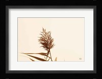 Summer Reeds I Framed Print