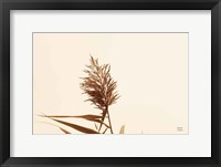 Summer Reeds I Fine Art Print