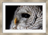 Barred Owl Portrait Fine Art Print